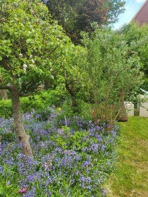 Apfelbäume im Garten