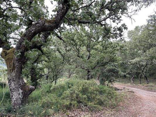 Kreta, Armeni Rethymno: 4 Rohbau-Steinvillen auf großem Grundstück zu verkaufen