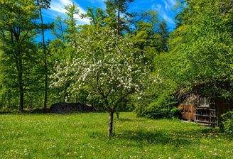 Blick Richtung Wald/Bienenhaus
