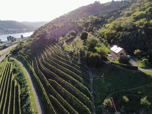 Blick nach Westen, organische Weinbergsanlage