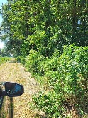 Somogysámson Weg am Graben