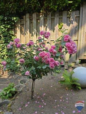 Garten Einliegerwohnung