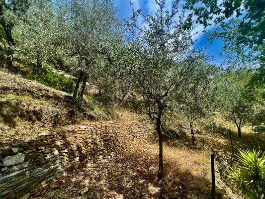 AP915_28 TERRA ITALIA IMMOBILIEN_LIGURIEN_APRICALE