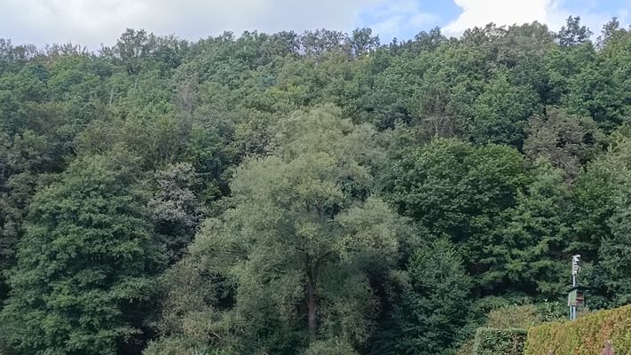 Waldansicht aus der Nähe