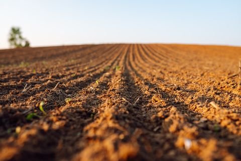 Hirrlingen Bauernhöfe, Landwirtschaft, Hirrlingen Forstwirtschaft