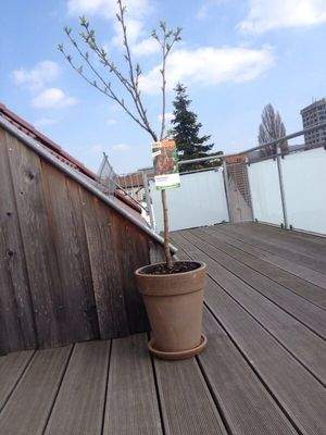 Beispielbild II Dachterrasse.JPG
