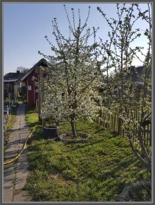  seltener Obstbestand