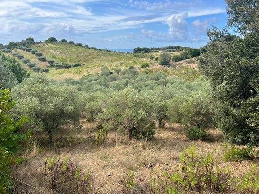 Olivenhain Follonica Meerblick