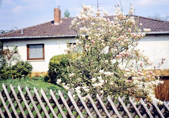 bald blüht die Magnolie