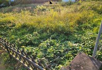 Bewuchs weg - Haus drauf...