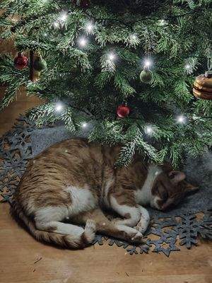 Familienweihnachten 2026 im eigenen Haus 