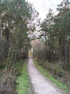 Waldweg zum Strand