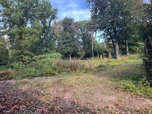 Pfeifenstiel - Blickrichtung Nord-Osten