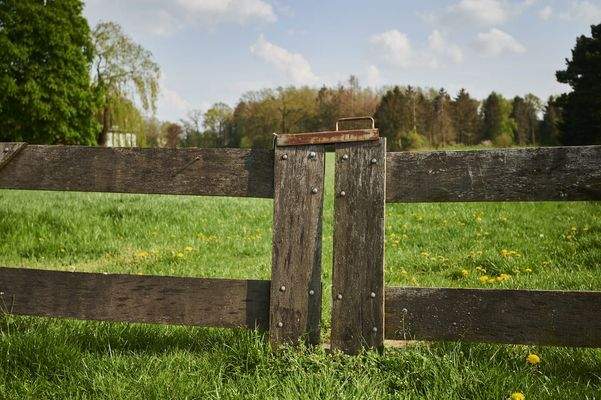 Impression von Schwarme