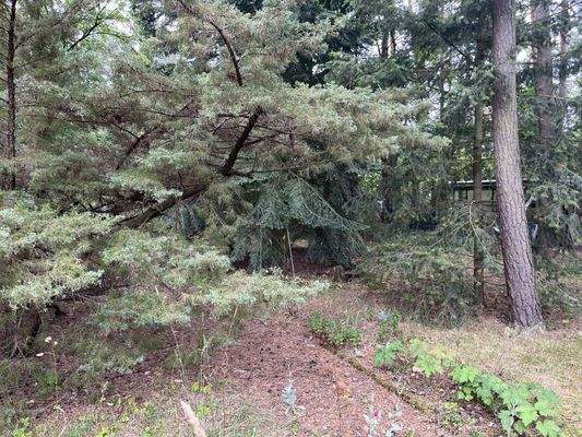 Totholz / Grünschnitt