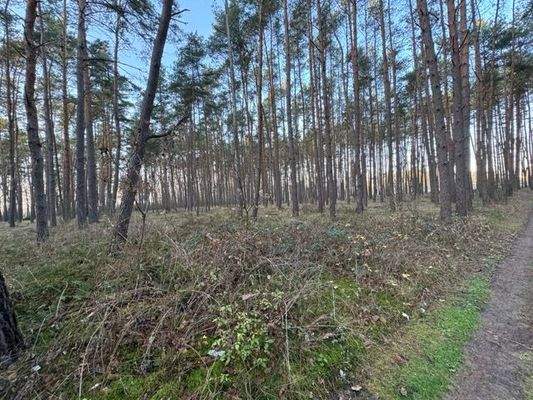 Wald 8, 769          .jpeg