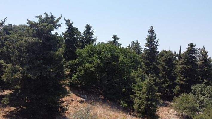 Kreta, Sellia Chania: Grundstück zum Verkauf im Dorf Sellia