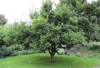 diese Magnolie steht links