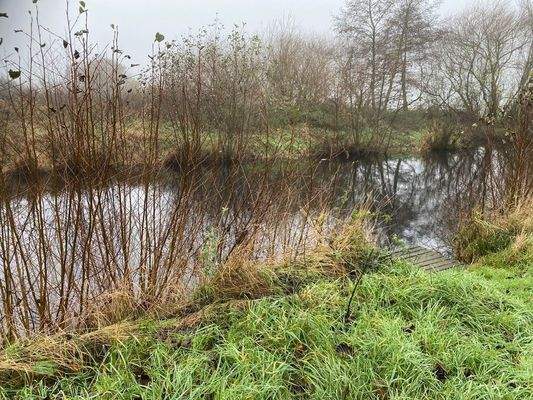 Der Teich mit kleinem Steg