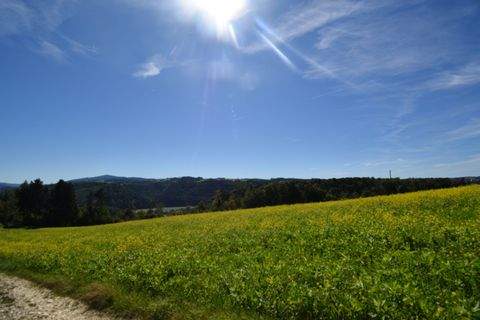 Thyrnau Bauernhöfe, Landwirtschaft, Thyrnau Forstwirtschaft