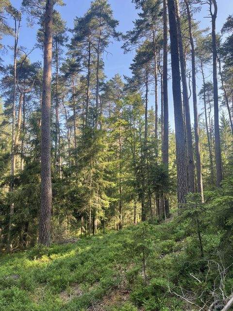 Berg Bauernhöfe, Landwirtschaft, Berg Forstwirtschaft