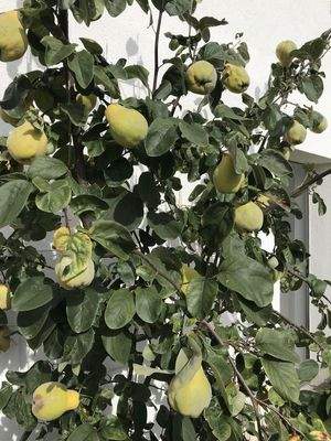 Garten: Quitten beim Whirlpool