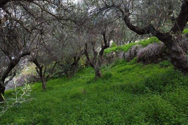 Kreta, Kalyves: Grundstück mit bezauberndem Meerblick zu verkaufen, nur wenige Schritte vom Strand entfernt