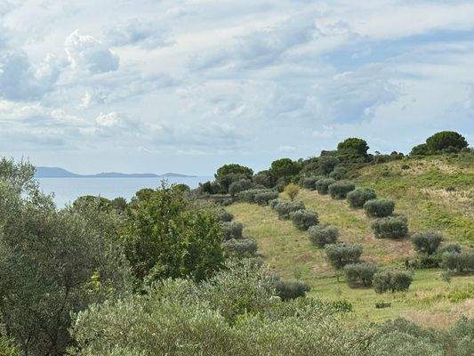 Meerblick vom Olivenhain