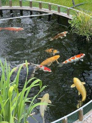 Koi