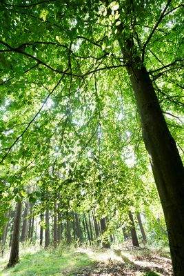 Waldimpressionen auf eigenem Grundstück