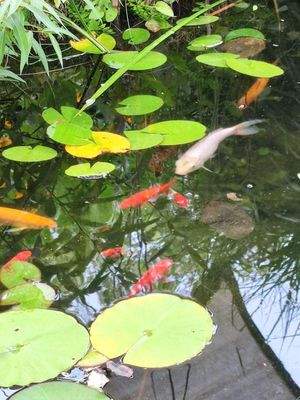 ... Wasser hat etwas Beruhigendes