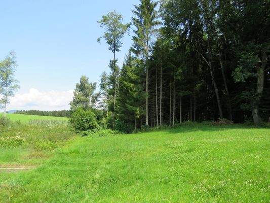 kleiner Waldbestand          