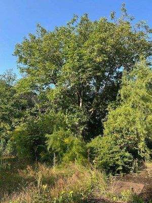 Zentraler Baum im Innenhof 
