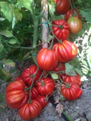 Abruzzesische Ochsenherz-Tomaten 
