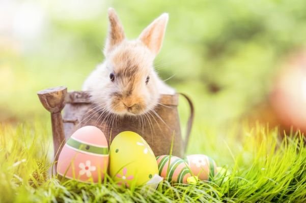 Ostern AdobeStock_136935968_jpeg.jpg