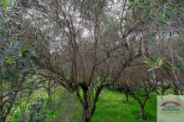 Rif 1462(Copy29).jpg