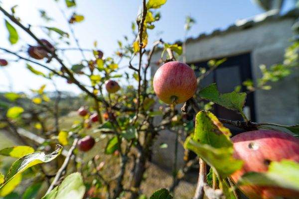Außenansicht + Garten