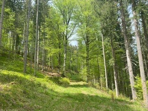 Albeck Bauernhöfe, Landwirtschaft, Albeck Forstwirtschaft