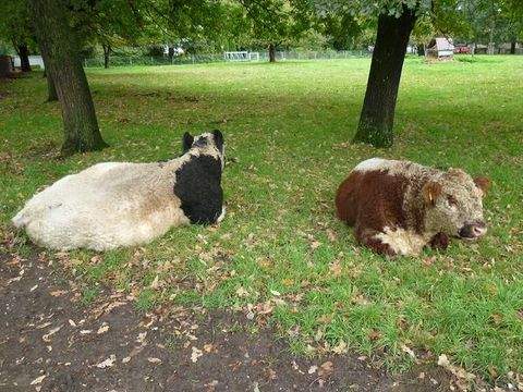 Mörschied Häuser, Mörschied Haus kaufen