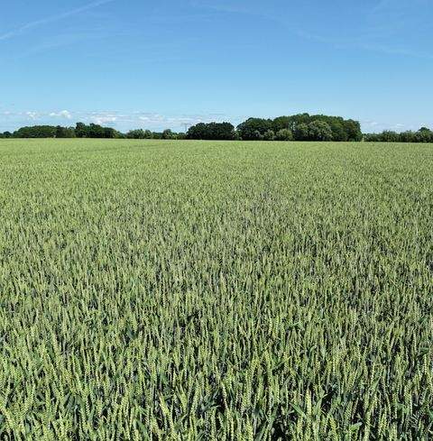 Hohenkirchen Bauernhöfe, Landwirtschaft, Hohenkirchen Forstwirtschaft