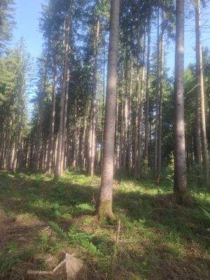 Sauerlach Wald 2025 II.jpg