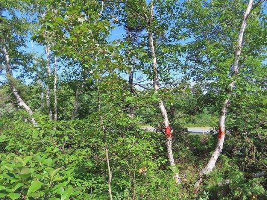 Cape Breton - Neu-Erschließung mit 7 Lots - 23 Hek