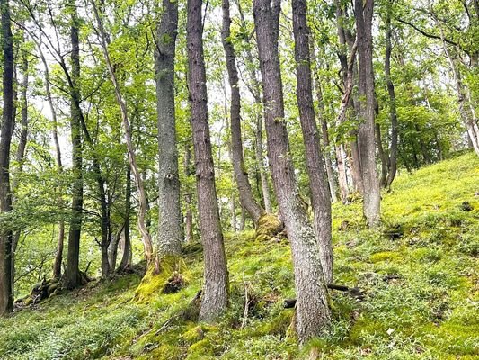 Traubeneichen-Niederwald