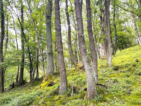 Schleiden Bauernhöfe, Landwirtschaft, Schleiden Forstwirtschaft