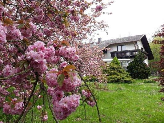 Blühender Baum im Garten