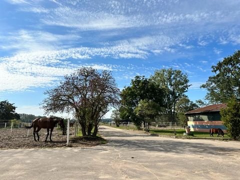 Schönwalde-Glien Bauernhöfe, Landwirtschaft, Schönwalde-Glien Forstwirtschaft