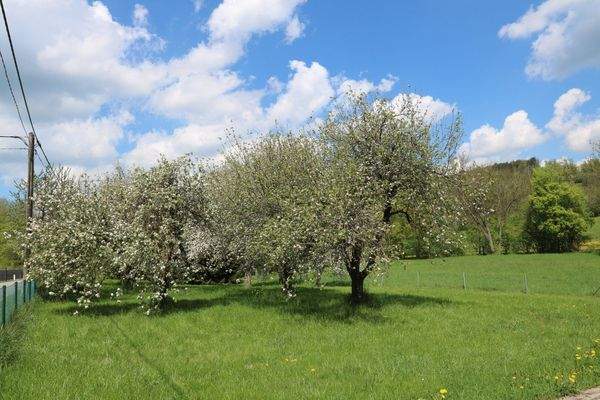 Obstgarten