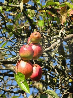 Obst- und Apfelbäume