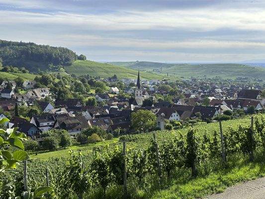 Spaziergang in den Reben