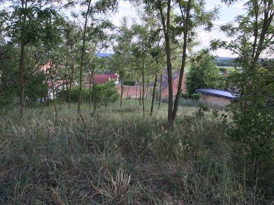 Lichter Hain von Robinen bringt Schatten